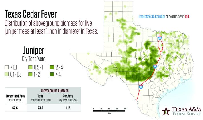 Cedar fever season peaks in December in Texas, according to the Texas A&amp;M Forest Service. Cedar fever can affect individuals far from the source of the high concentration of pollen Courtesy Photo by Texas A&amp;M Forest Service
