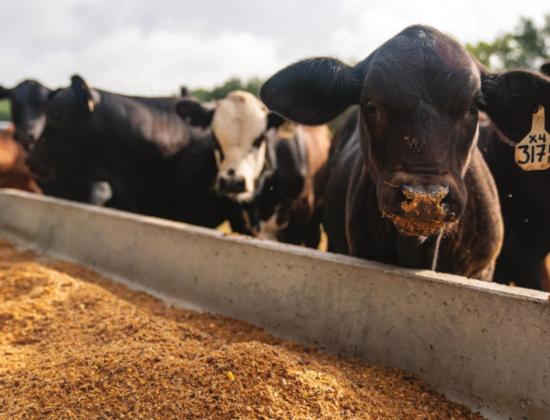 Future calf sales may not offset feed expenses depending on daily feed costs to keep cows during drought. Courtney Sacco | Texas A&amp;M AgriLife