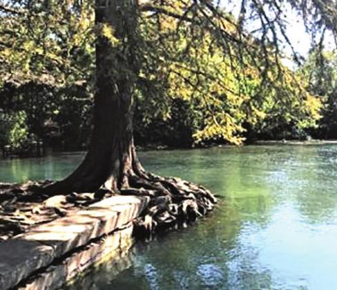 Bald cypress trees act as natural infrastructure to provide shoreline protection along the San Marcos River Rusty Feagin | Texas A&amp;M AgriLife