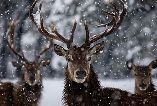Bosque wildlife enjoy snow day