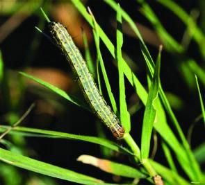 A fall armyworm looks for tender, green forages, including grasses in improved pastures. Michael Miller | Texas A&amp;M AgriLife