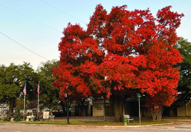 As its leaves turn from green to yellow, orange, and red, the tree outside the Clifton Municipal Building hints at the beginning of winter back in November-December 2022. Nathan Diebenow | The Clifton Record