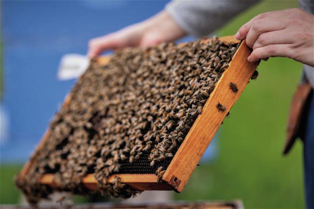 There is still incredible interest in beekeeping around the state, but conditions have not been ideal for honey production the last two seasons. Laura McKenzie | Texas A&amp;M AgriLife