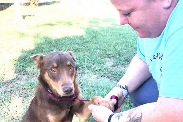 Keisha Hilderbran works with Boo, a foster dog at the Doggie Drop Inn, to ensure he is ready for adoption Contributed photo